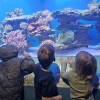 children looking at an aquarium